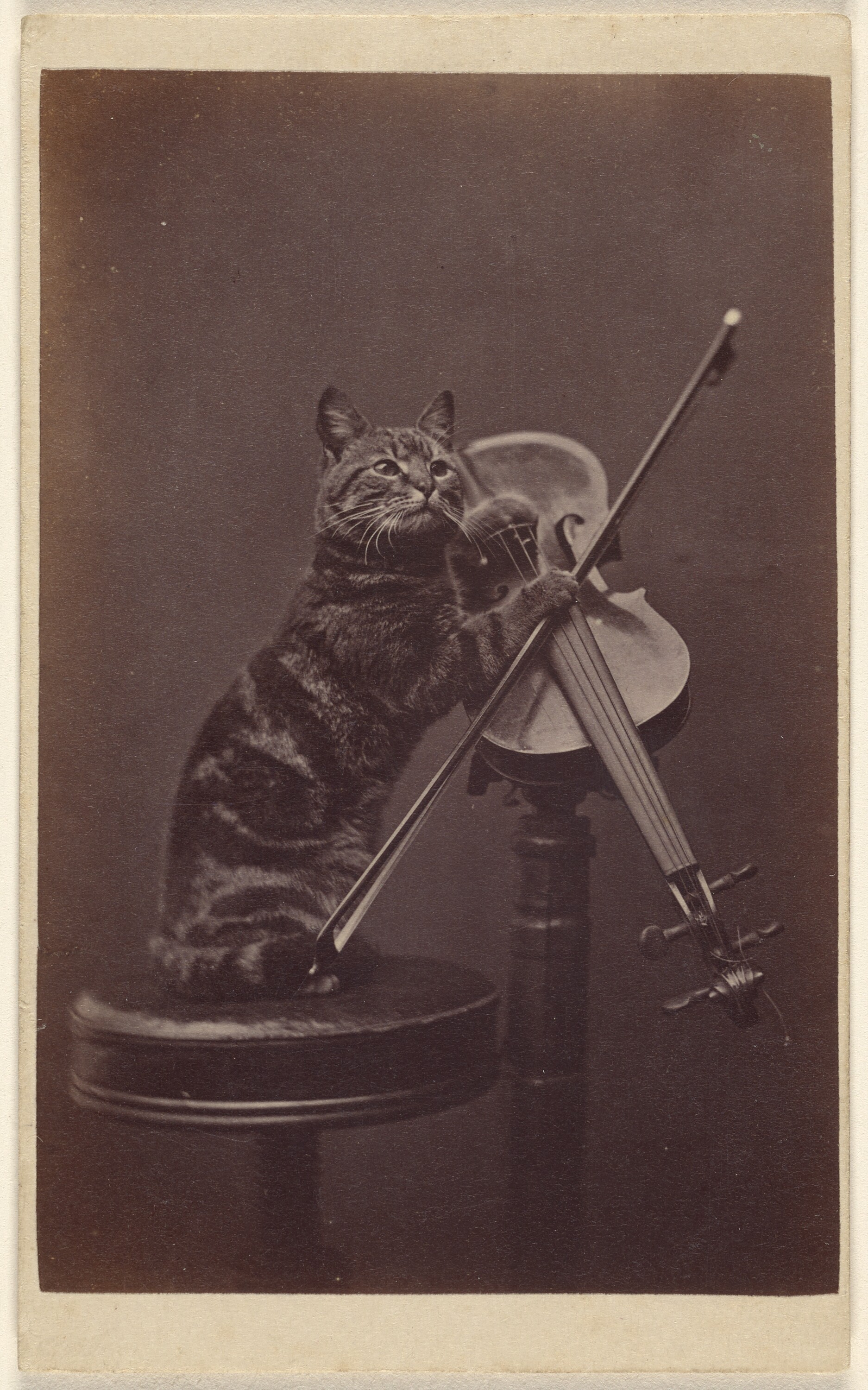 Photograph of a cat with its paw on a violin and bow